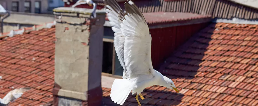 Residential Chimney Animal Removal Solution in Clarksburg, WV