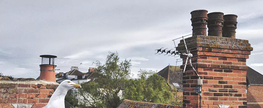 Chimney Cleaning And Restoration in Clarksburg, West Virginia